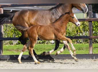 Anglo European Studbook, Stallion, Foal (04/2025), Chestnut-Red