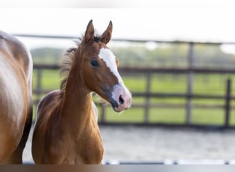 Anglo European Studbook, Stallion, Foal (04/2025), Chestnut-Red
