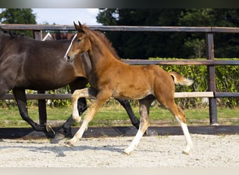 Anglo European Studbook, Stallion, Foal (04/2025), Chestnut-Red