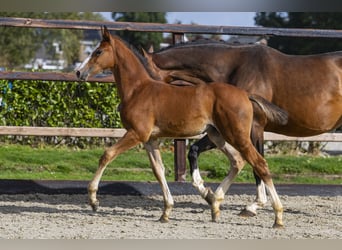 Anglo European Studbook, Stallion, Foal (04/2025), Chestnut-Red