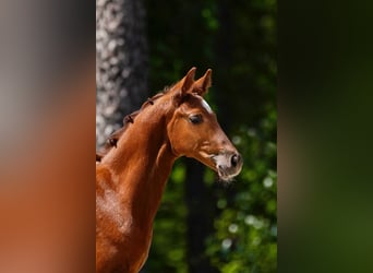 Anglo European Studbook, Stallion, Foal (04/2026), Chestnut
