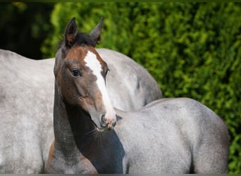 Anglo European Studbook, Stallion, Foal (05/2024), Gray