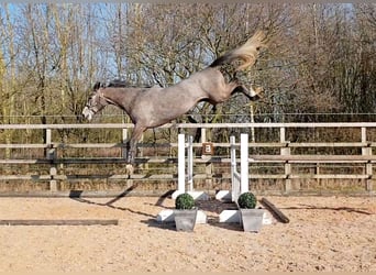 Anglo European Studbook, Stallion, Foal (05/2024), Gray