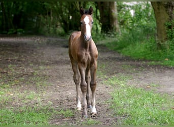 Anglo European Studbook, Stallion, Foal (05/2024), Gray