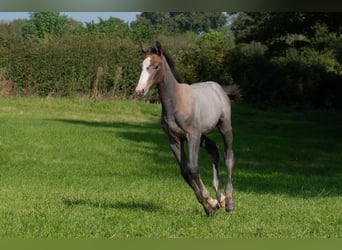 Anglo European Studbook, Stallion, Foal (05/2024), Gray