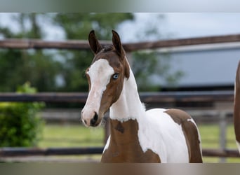 Anglo European Studbook, Stallion, Foal (04/2026), Pinto
