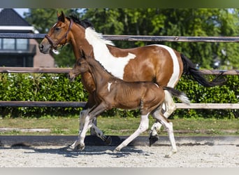 Anglo European Studbook, Stallion, Foal (05/2026), Pinto
