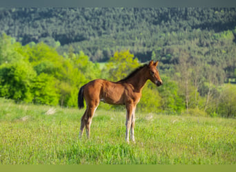 Anglo European Studbook, Stallion, Foal (03/2024)