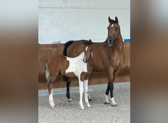 Anglo European Studbook, Stallion, Foal (05/2025)