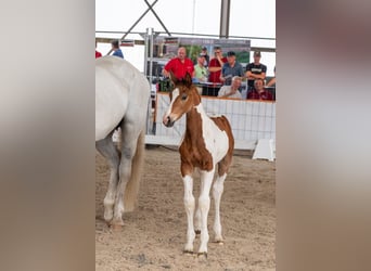 Anglo European Studbook, Stallion, Foal (05/2026)