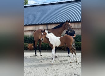 Anglo European Studbook, Stallion, Foal (05/2025)