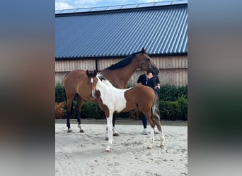 Anglo European Studbook, Stallion, Foal (05/2025)