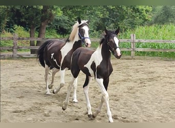 Anglo European Studbook, Stallion, Foal (04/2026)