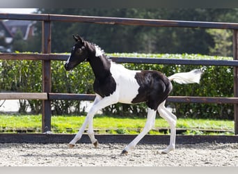 Anglo European Studbook, Stallion, Foal (05/2025)