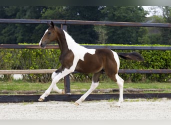 Anglo European Studbook, Stallion, Foal (02/2025)