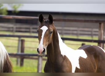 Anglo European Studbook, Stallion, Foal (02/2025)