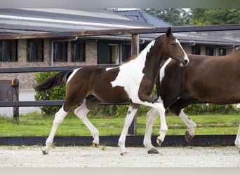 Anglo European Studbook, Stallion, Foal (02/2025)