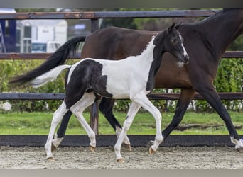 Anglo European Studbook, Stallion, Foal (05/2025)