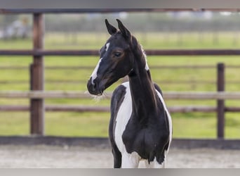 Anglo European Studbook, Stallion, Foal (05/2025)
