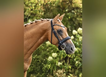 Anglo European Studbook, Stallion, 4 years, 15.1 hh, Palomino