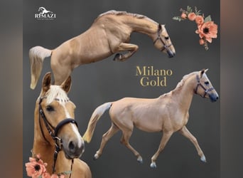 Anglo European Studbook, Stallion, 3 years, 15,1 hh, Palomino