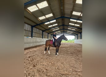 Anglo European Studbook, Stute, 12 Jahre, 163 cm, Rotbrauner