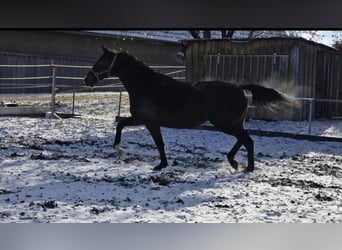 Anglo European Studbook, Stute, 13 Jahre, 175 cm, Dunkelbrauner