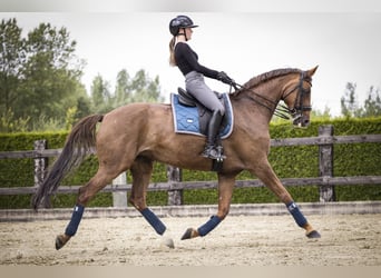 Anglo European Studbook, Stute, 15 Jahre, 172 cm, Fuchs