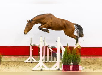 Anglo European Studbook, Stute, 2 Jahre, 151 cm