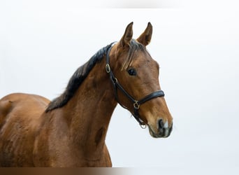 Anglo European Studbook, Stute, 2 Jahre, 151 cm