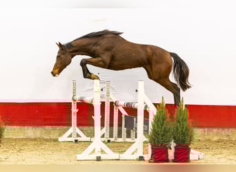 Anglo European Studbook, Stute, 2 Jahre, 153 cm