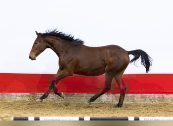 Anglo European Studbook, Stute, 2 Jahre, 155 cm