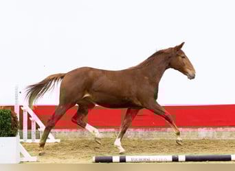Anglo European Studbook, Stute, 2 Jahre, 160 cm