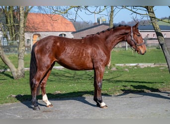 Anglo European Studbook, Stute, 3 Jahre, 160 cm, Brauner