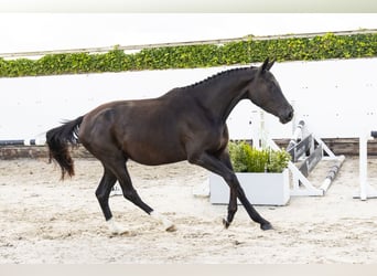 Anglo European Studbook, Stute, 3 Jahre, 160 cm, Rappe
