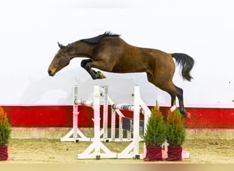 Anglo European Studbook, Stute, 3 Jahre, 161 cm