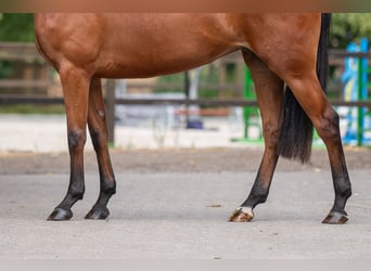 Anglo European Studbook, Stute, 3 Jahre, 162 cm
