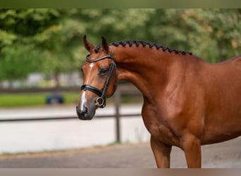 Anglo European Studbook, Stute, 3 Jahre, 162 cm