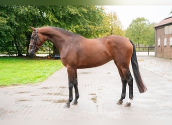 Anglo European Studbook, Stute, 3 Jahre, 163 cm, Dunkelbrauner