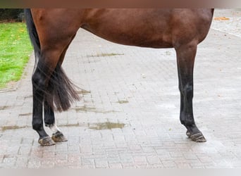Anglo European Studbook, Stute, 3 Jahre, 163 cm, Dunkelbrauner