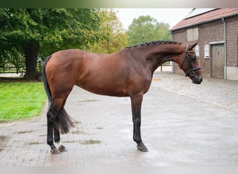 Anglo European Studbook, Stute, 3 Jahre, 163 cm, Dunkelbrauner