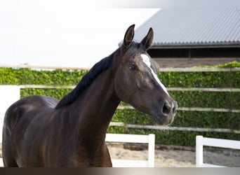 Anglo European Studbook, Stute, 3 Jahre, 164 cm, Schwarzbrauner