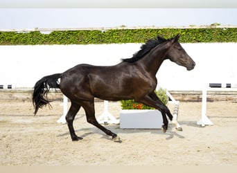 Anglo European Studbook, Stute, 3 Jahre, 164 cm, Schwarzbrauner