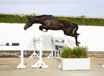 Anglo European Studbook, Stute, 3 Jahre, 164 cm, Schwarzbrauner