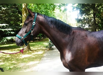 Anglo European Studbook, Stute, 3 Jahre, 165 cm, Dunkelbrauner
