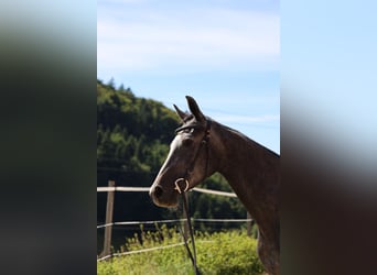 Anglo European Studbook, Stute, 3 Jahre, 165 cm, Schimmel