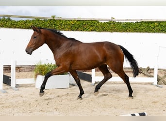 Anglo European Studbook, Stute, 3 Jahre, 169 cm, Brauner