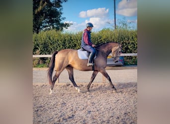 Anglo European Studbook, Stute, 4 Jahre, 158 cm, Falbe