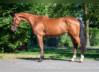 Anglo European Studbook, Stute, 4 Jahre, 165 cm, Brauner