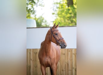 Anglo European Studbook, Stute, 4 Jahre, 165 cm, Brauner